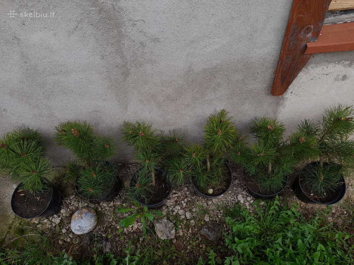 Gudobelės ir kiti nelepūs gyvatvoriniai augalai - nuotraukos Nr. 36