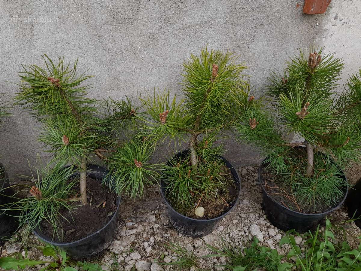 Gudobelės ir kiti nelepūs gyvatvoriniai augalai - nuotraukos Nr. 37