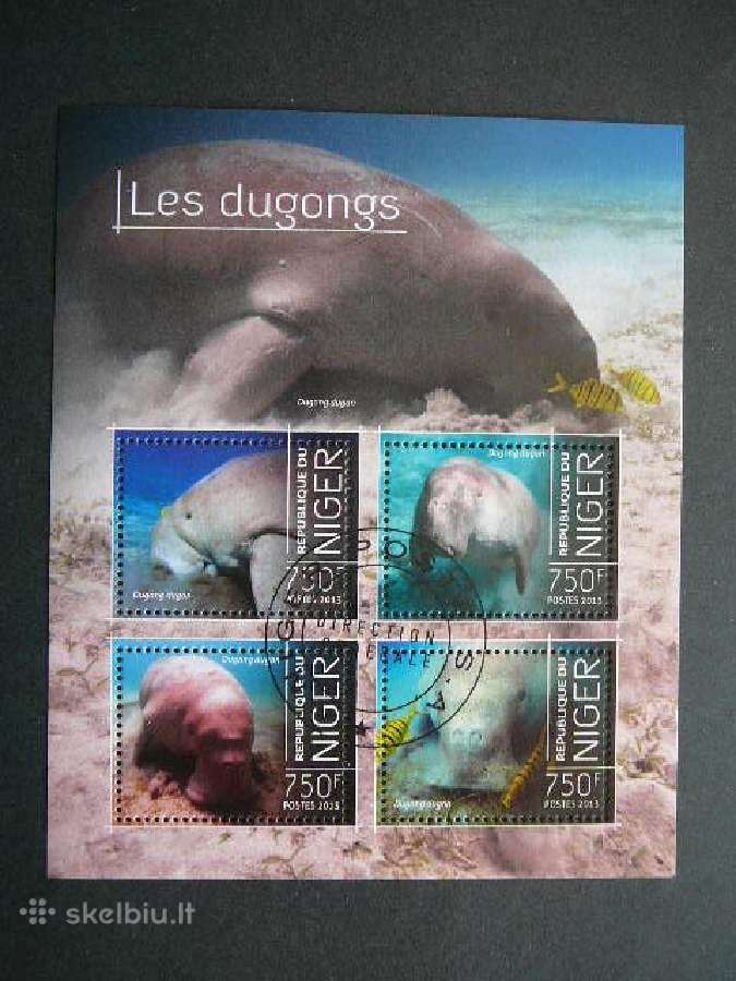 Diugonai Sirenos Nigerija 2013 antsp. ng817