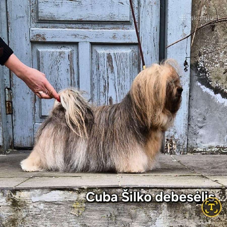 Havanos bišonas su kilmes dokumentais - nuotraukos Nr. 6
