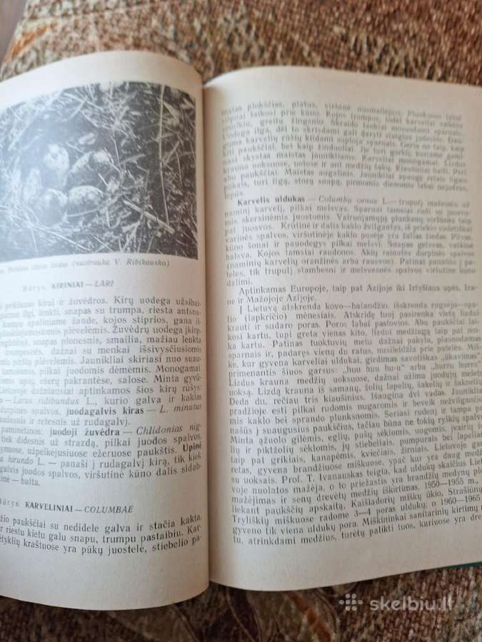 Miško paukščių ir žvėrių biologija ir medžoklės - nuotraukos Nr. 2