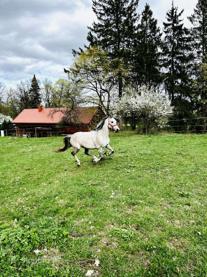 Arabų veislės eržilas kergimui - nuotraukos Nr. 5