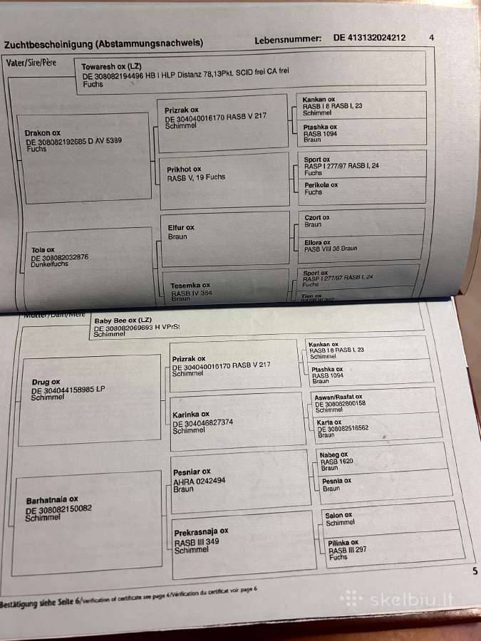 Arabų veislės eržilas kergimui - nuotraukos Nr. 7