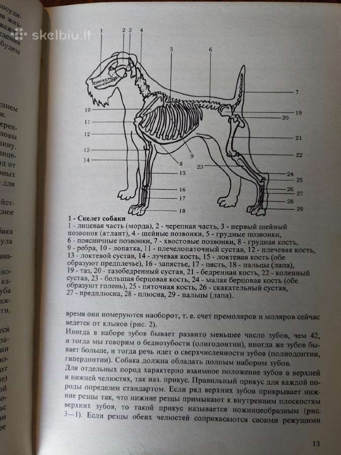 Knyga. Veislinių šunų katalogas - nuotraukos Nr. 3