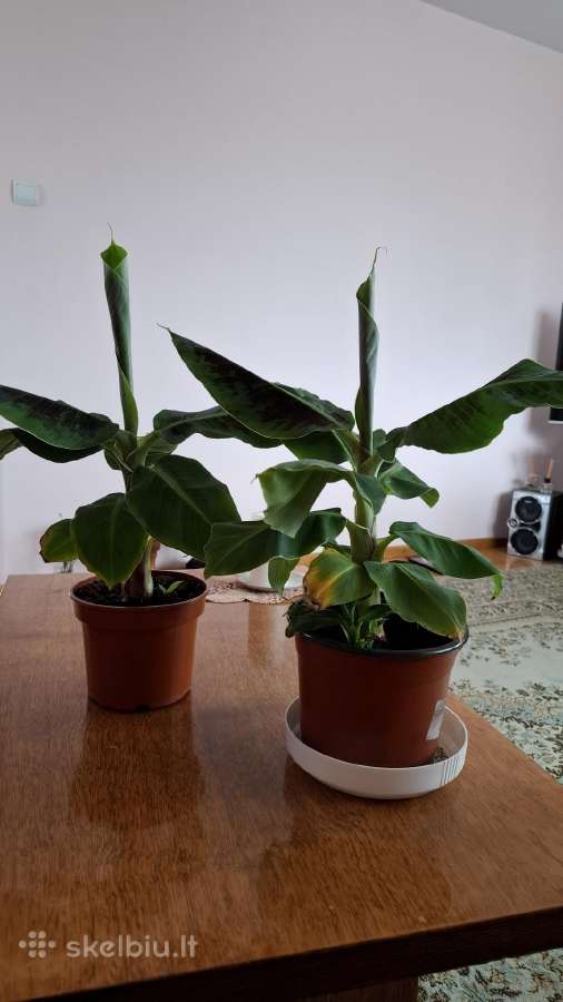 Nykštukiniai bananmedžiai - nuotraukos Nr. 2