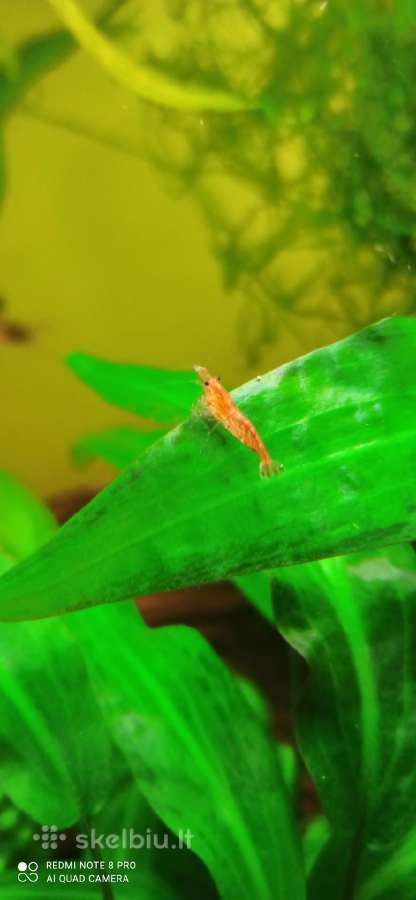 Skaidrios krevetes Red Cherry