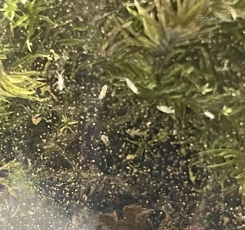 Kolembolos (Springtails) - nuotraukos Nr. 3
