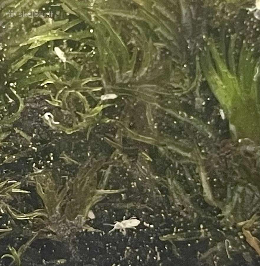 Kolembolos (Springtails) - nuotraukos Nr. 2