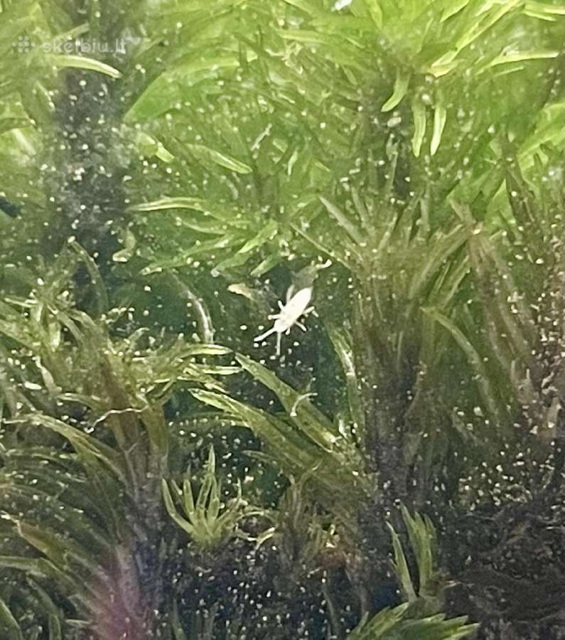 Kolembolos (Springtails)