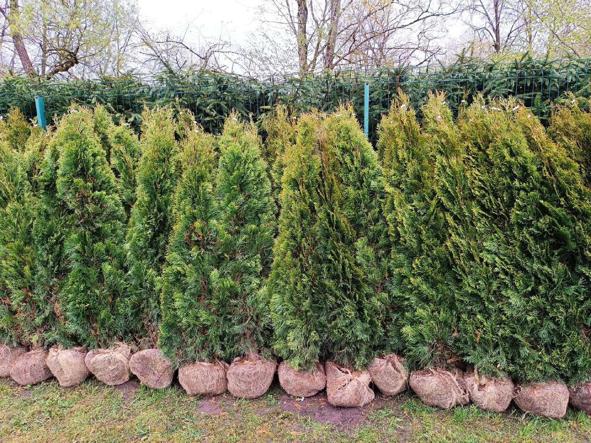 Vešlios Smaragd tujos iki 1.80m