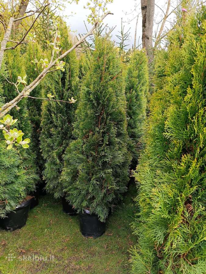 Vešlios Smaragd tujos iki 1.80m - nuotraukos Nr. 3
