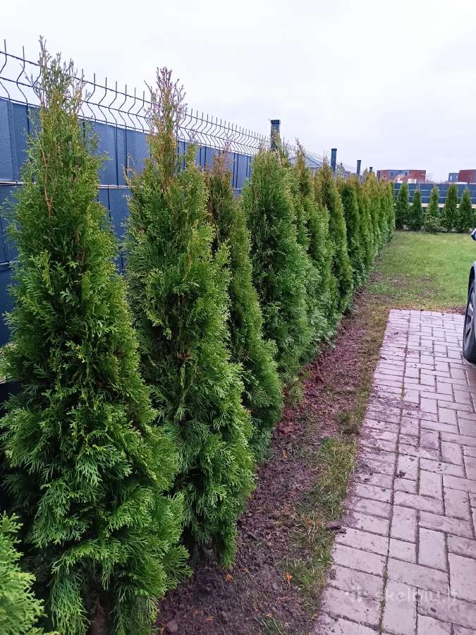 Vešlios Smaragd tujos iki 1.80m - nuotraukos Nr. 4