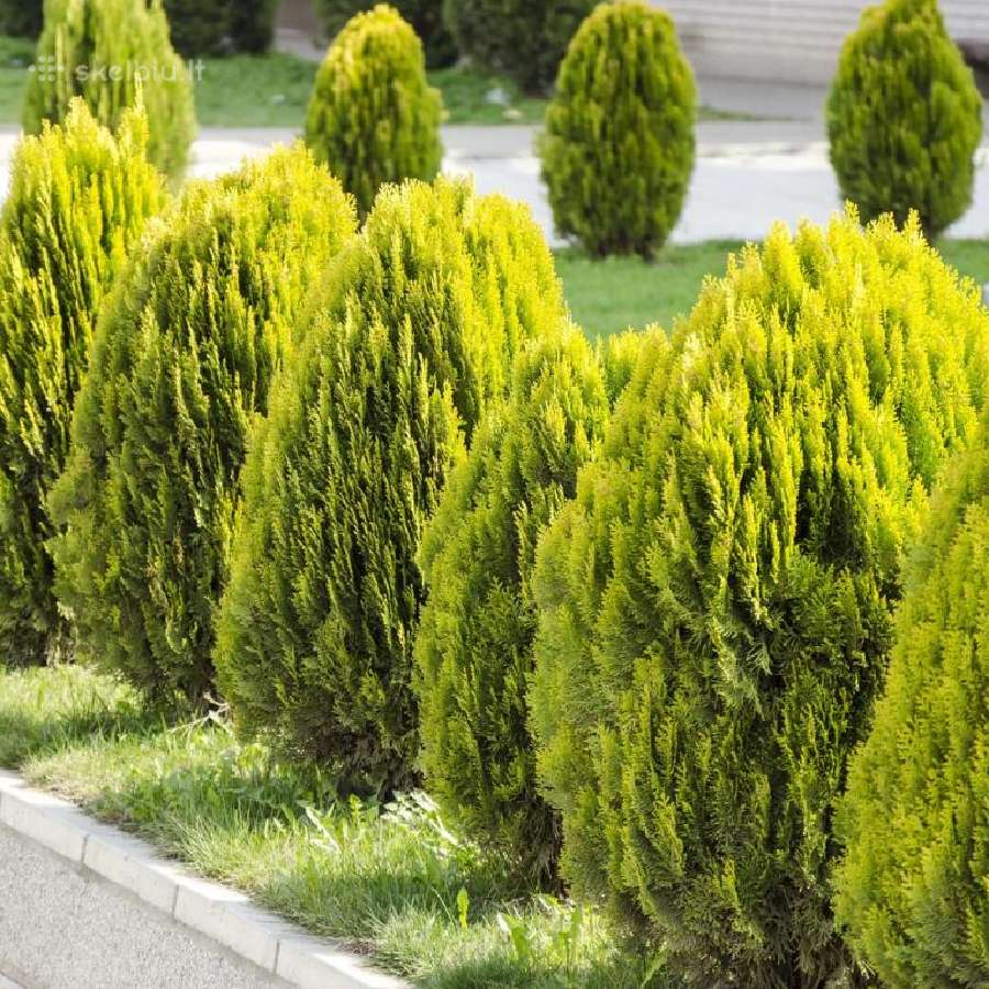 Tujos Smaragd vazonėliuose Premium Pigiau Pušys - nuotraukos Nr. 27