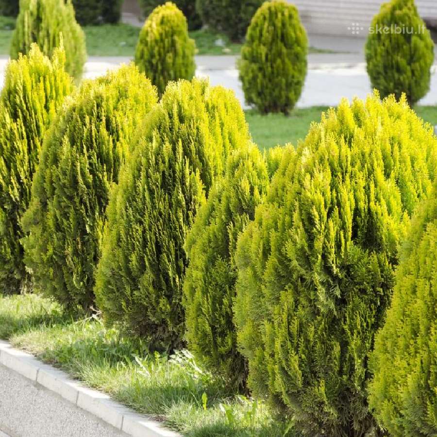 Tujos Pigiau Smaragd kadagiai pušys vazonėlyje - nuotraukos Nr. 28