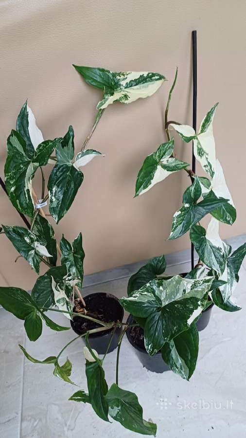 Syngonium Amerald Gem kolekcinis augalas.arba Alba - nuotraukos Nr. 2