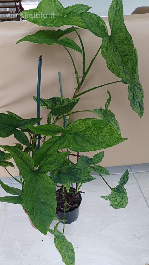 Syngonium Amerald Gem kolekcinis augalas.arba Alba - nuotraukos Nr. 11