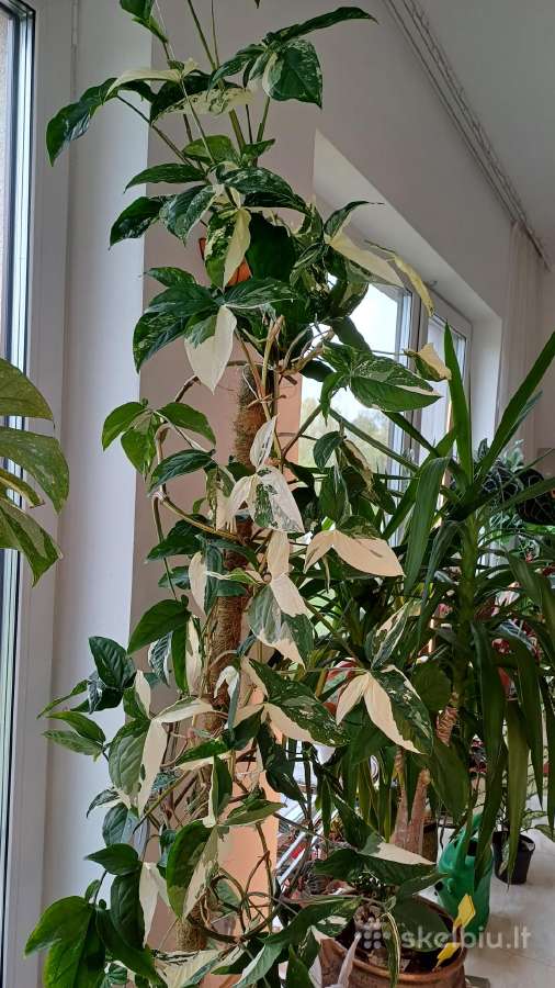 Syngonium Alba