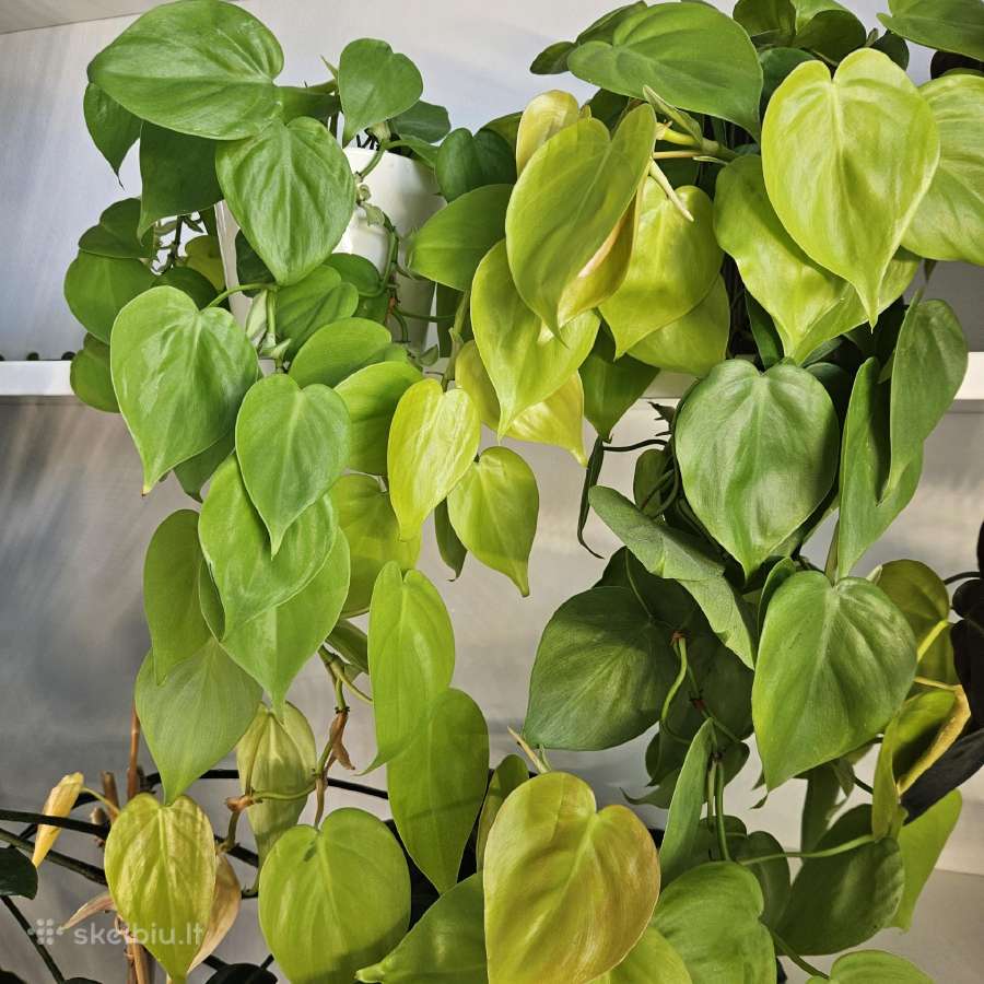 Philodendron Lemon Lime karpiniai