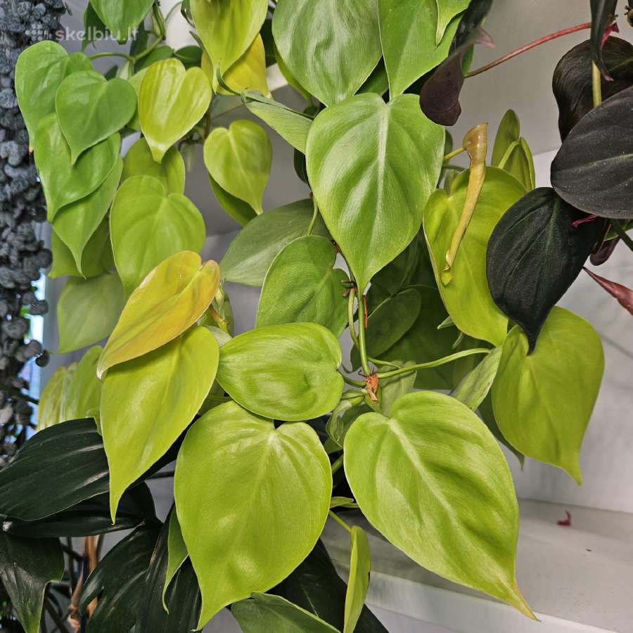 Philodendron Lemon Lime karpiniai - nuotraukos Nr. 2