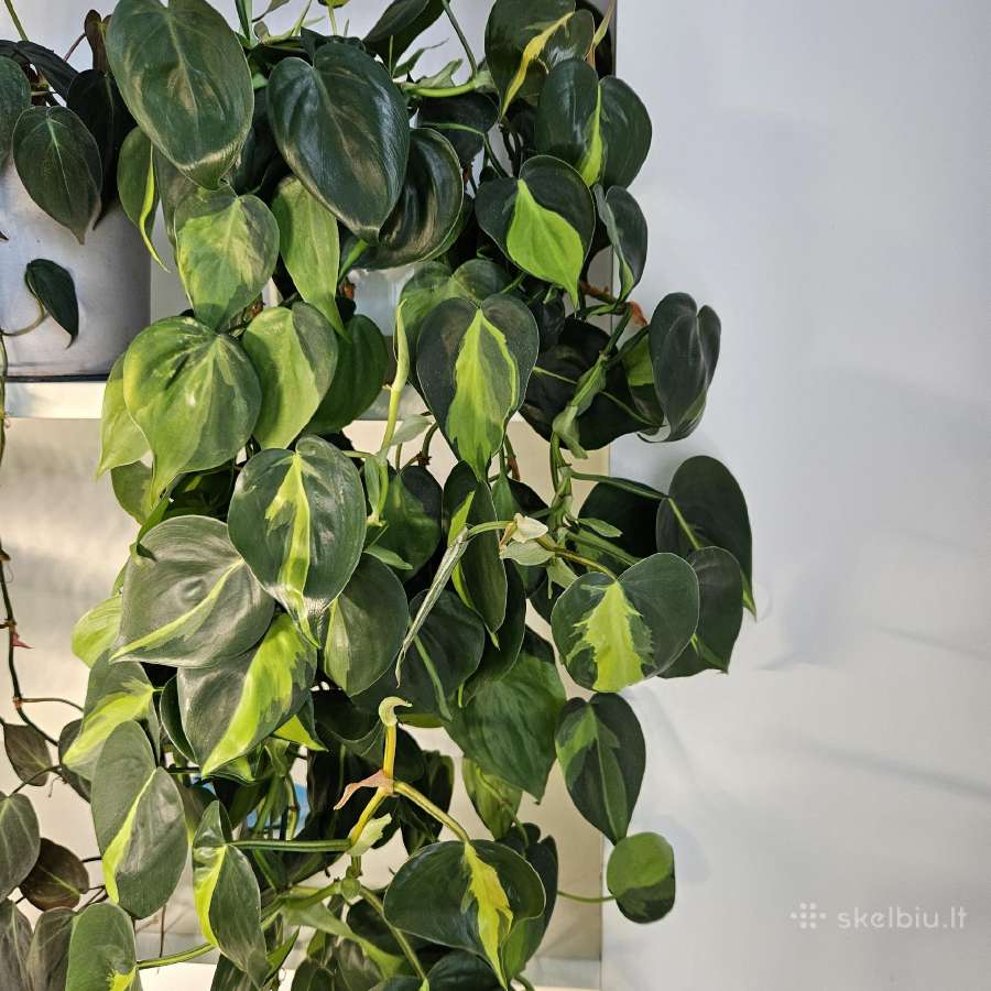 Philodendron Brasil karpiniai - nuotraukos Nr. 2