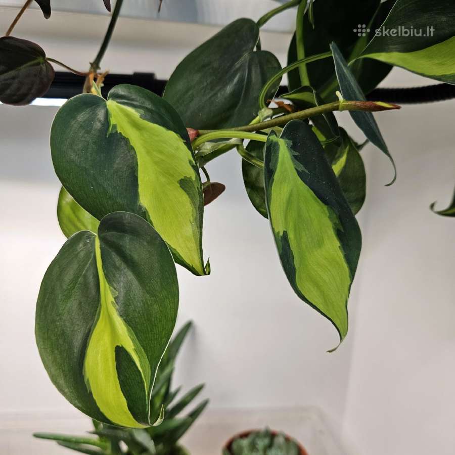 Philodendron Brasil karpiniai