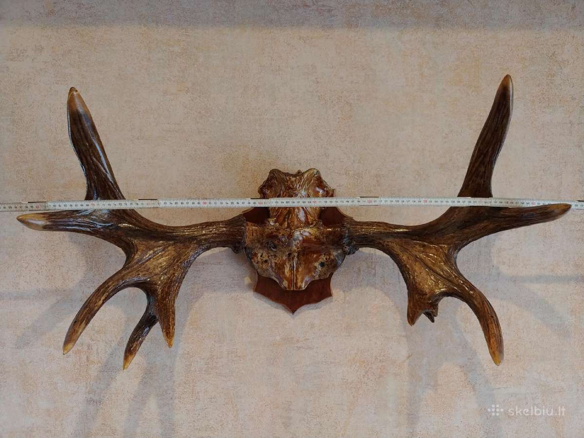 Briedžio ragai, 93 x 50.3 x 34.6 cm, 5.5 kg - nuotraukos Nr. 2