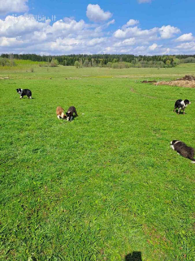 Border Kolie veisles šuniukai - nuotraukos Nr. 7