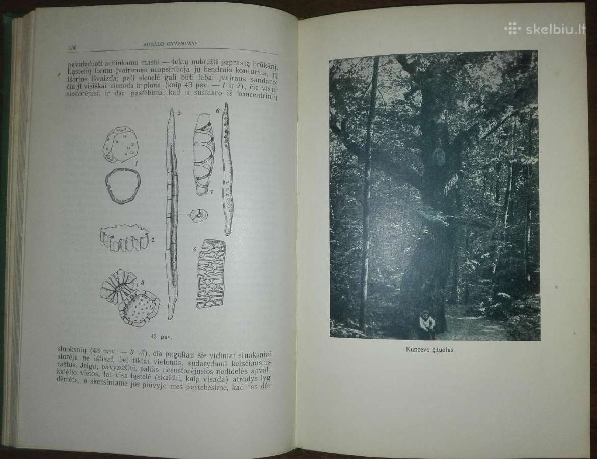 1354. Augalo Gyvenimas Timiriazevas K. - nuotraukos Nr. 3