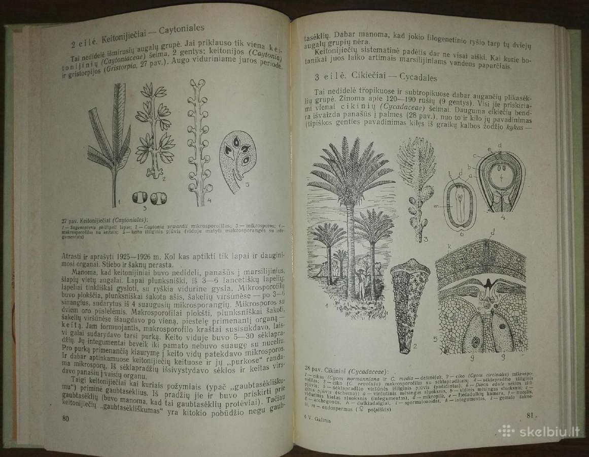 1360. Aukštesniųjų Augalų Sistematika Galinis V. - nuotraukos Nr. 3