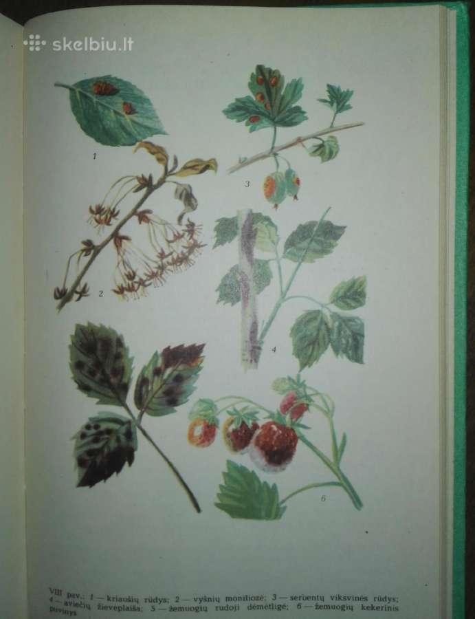 1361. Augalų Apsauga - nuotraukos Nr. 6