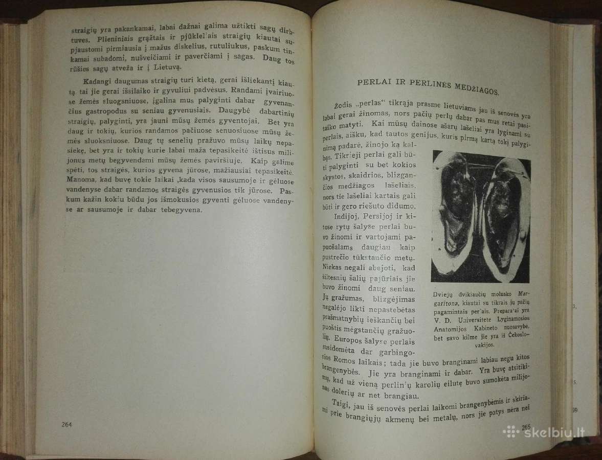 1374. Gyvoji Gamta Ir Mes Šivickis P. - nuotraukos Nr. 6