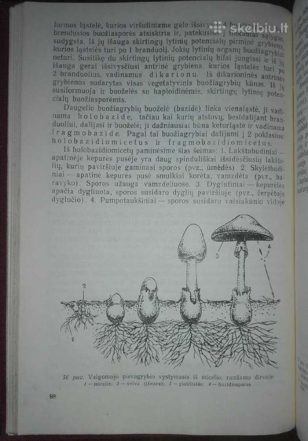 1375. Biologija Ivanauskas T. - nuotraukos Nr. 3