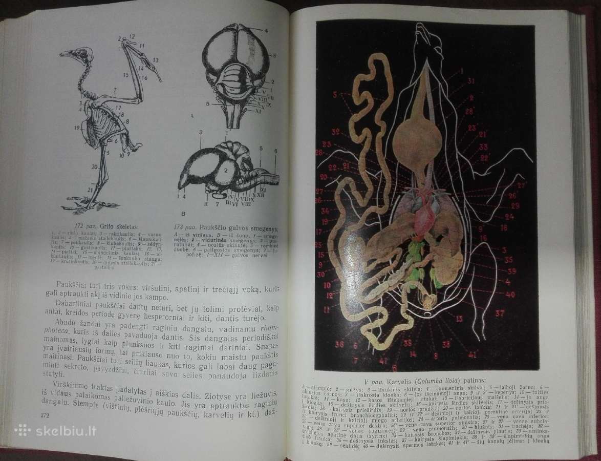 1375. Biologija Ivanauskas T. - nuotraukos Nr. 5
