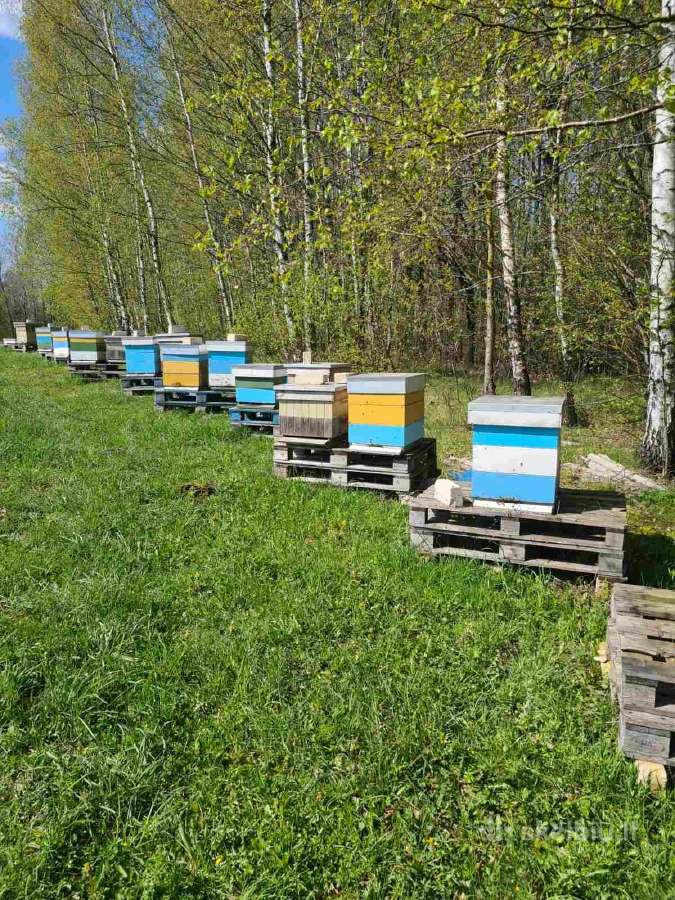 Aviliai su bitėmis ir visa įranga - nuotraukos Nr. 5