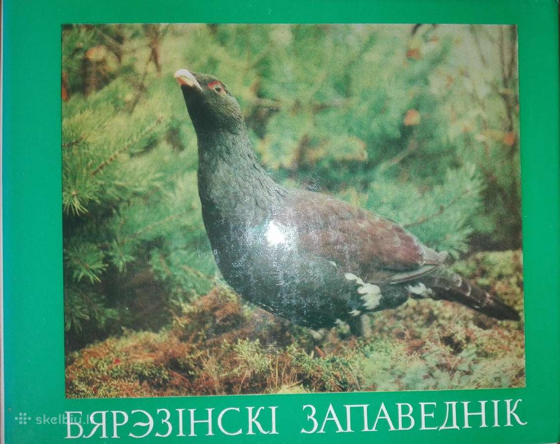1384. Бярэзiнскi Запаведнiк