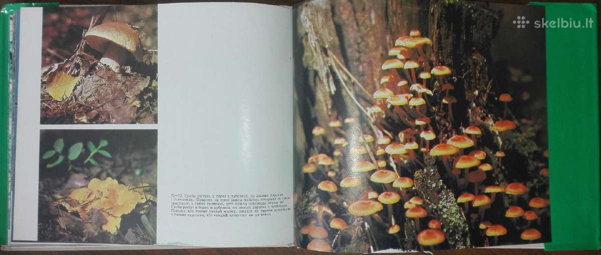 1384. Бярэзiнскi Запаведнiк - nuotraukos Nr. 6
