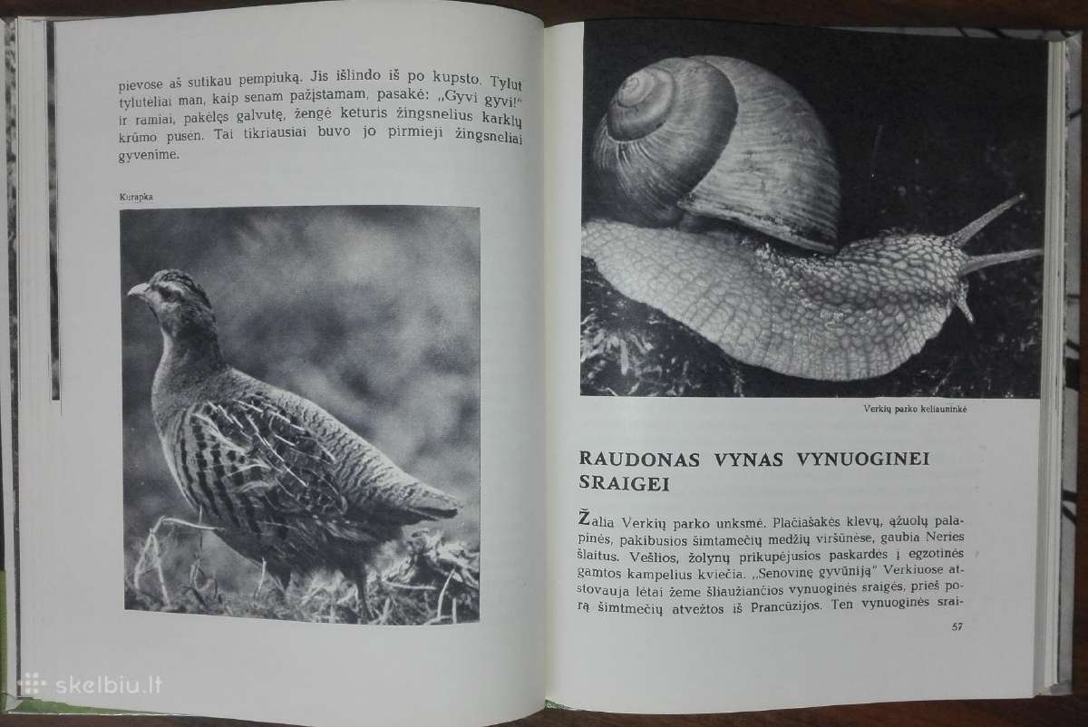 1387. Laiškai Iš Elnių Miško Grudzinskas L. - nuotraukos Nr. 7