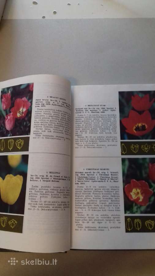 Knyga (tulpes) - nuotraukos Nr. 5