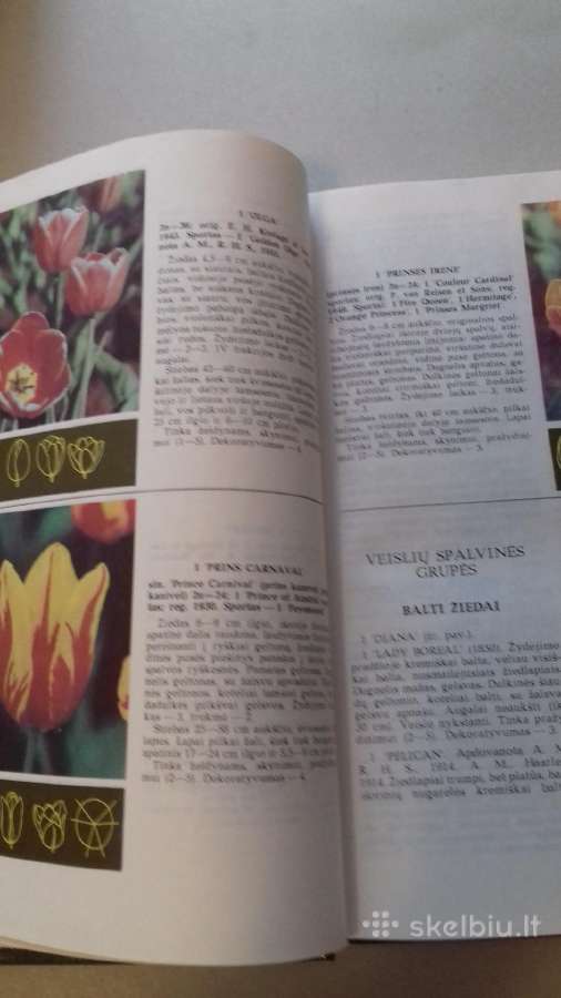 Knyga (tulpes) - nuotraukos Nr. 6