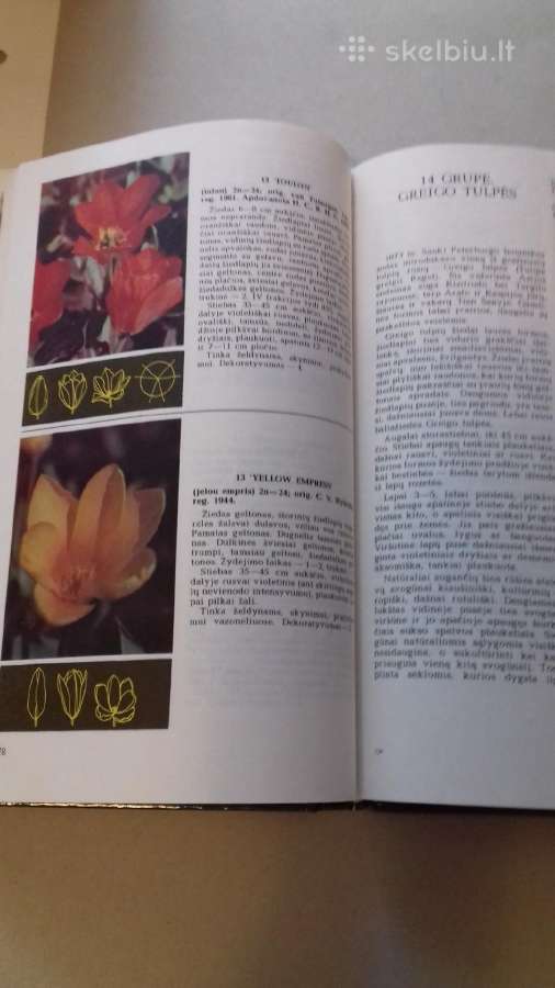 Knyga (tulpes) - nuotraukos Nr. 9
