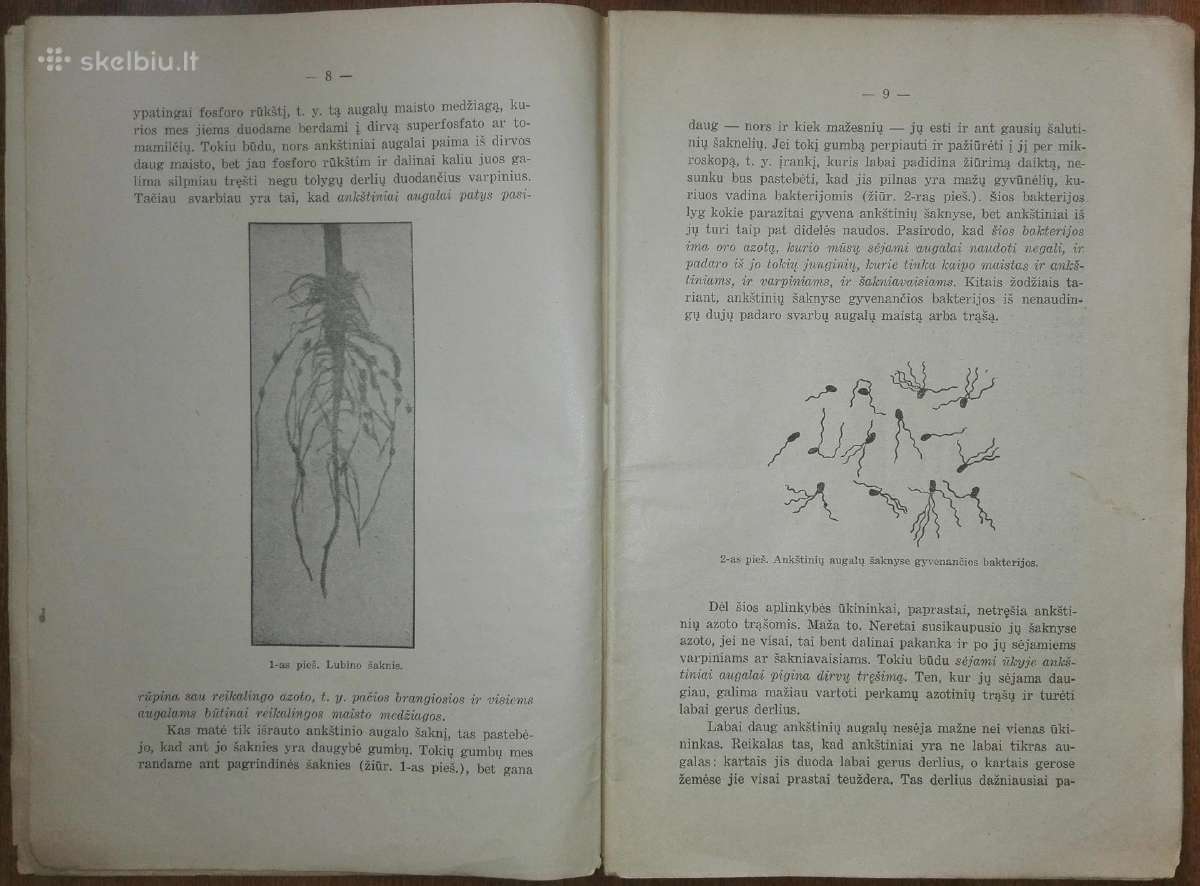 1396. Ankštiniai Augalai Krikščiūnas J. antikvarin - nuotraukos Nr. 2