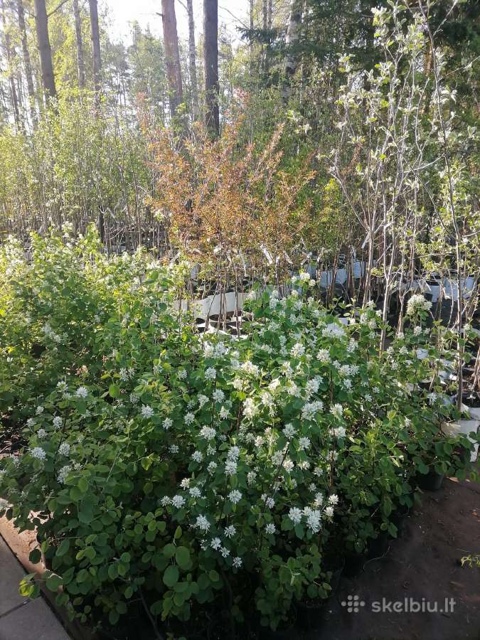 Gėlės Vilniuje. Gėlės Balsiuose - nuotraukos Nr. 12