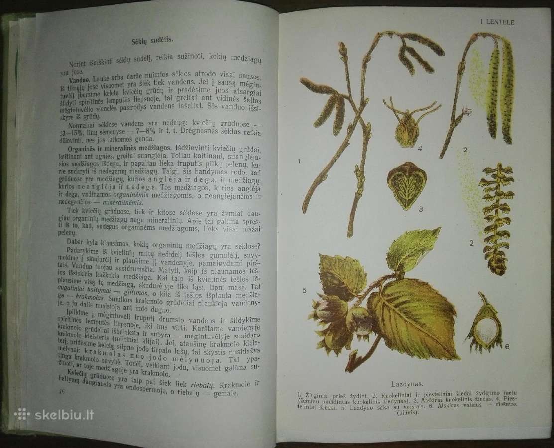 1401. Botanika Tetiurinas V. - nuotraukos Nr. 2