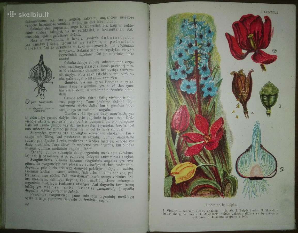 1401. Botanika Tetiurinas V. - nuotraukos Nr. 3
