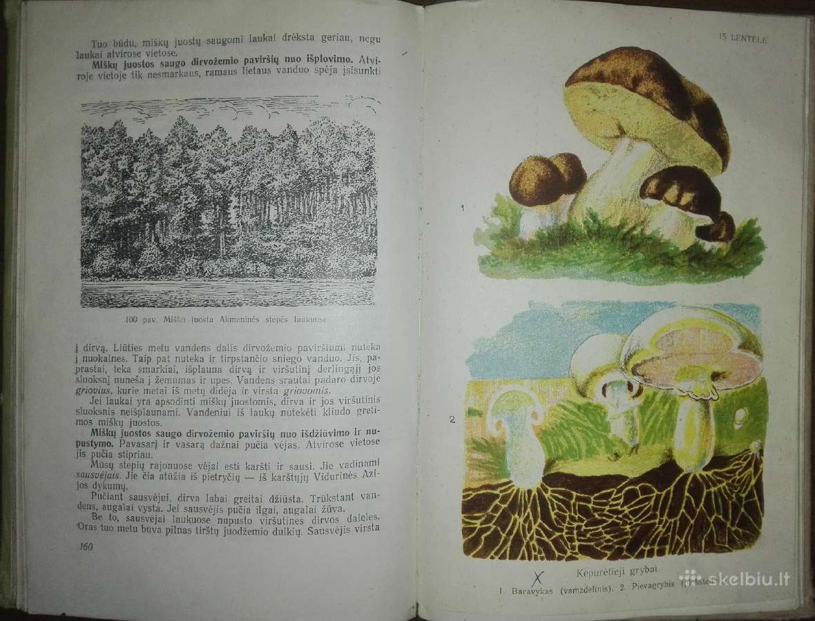 1401. Botanika Tetiurinas V. - nuotraukos Nr. 4