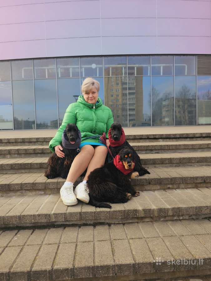 Anglų kokerspanieliai su Lkd/fci Kilmes Dokumentai - nuotraukos Nr. 9