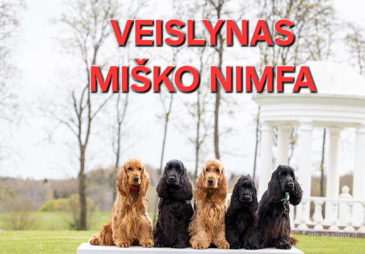 Anglų kokerspanieliai su Lkd/fci Kilmes Dokumentai - nuotraukos Nr. 8
