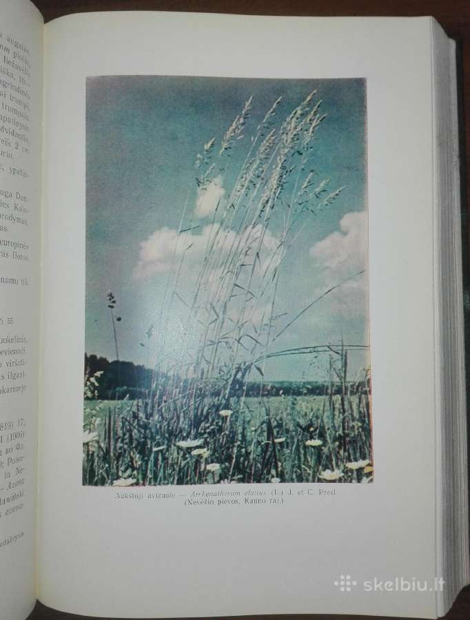 1413. Lietuvos Tsr Flora - nuotraukos Nr. 3