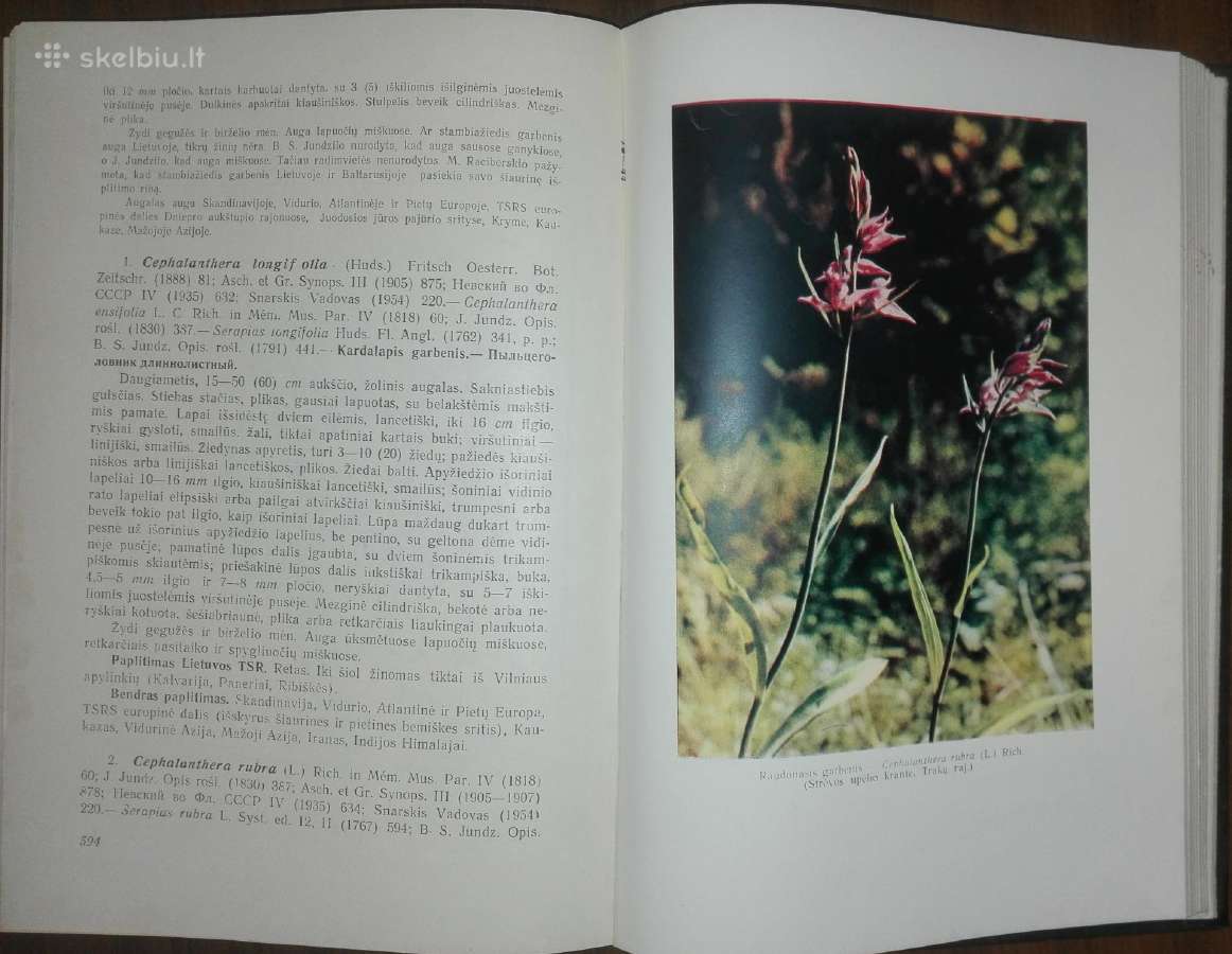 1413. Lietuvos Tsr Flora - nuotraukos Nr. 4