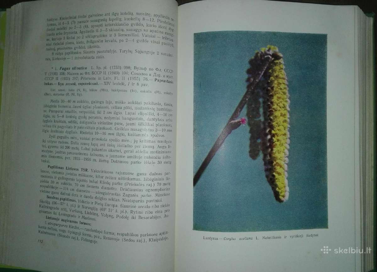 1413. Lietuvos Tsr Flora - nuotraukos Nr. 6